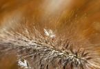 Pennisetum alopecuroides 'Herbstzauber'