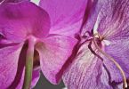 Schmetterlingsorchidee – Phalenopsis-Hybriden   /   old-and-young