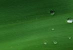 DSC02365_1