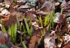 Tulipa tarda (im Austrieb)