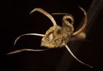 Hibiskus (Hibiscus syriacus)   /   Sputnik-Fisch