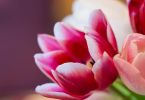 Bunt, pink und (fast) ein bischen kitschig - Tulpen aus dem Supermarkt.