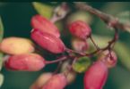 Leckerli (Gewöhnliche Berberitze, Berberis vulgaris)