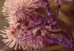 Korallenriff (Akeleiblättrige Wiesenraute, Thalictrum aquilegiifolium)