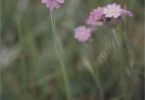 zarte Schönheiten (Mehlprimel, Primula farinosa)