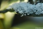 pflanzen-schneeundeis_39.jpg