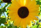 Die Blüten-Klingel
