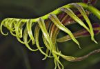 Kletterfarn (Stenochlaena palustris)   /   Farnosaurus Rex