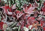 Falllaub von Acer palmatum 'Atropurpureum'