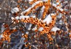 Hippophae rhamnoides