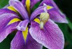 Iris ensata
