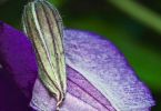 Waldrebe (Clematis–Hybride, grossblumig)   /   Farb-Wrap