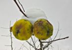Apfelbaum   /   an apple a day