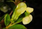 Ohrläppchenkrankheit (Exobasidium japonicum) an Japanischer Azalee 1/200 Sek. bei f / 25