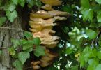Schwefelporling (Laetiporus sulphurescens) an Weide 1/125 Sek. bei f / 3,5