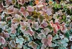Waldsteinia geoides