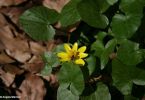 Scharbockskraut: VitaminC-Lieferant par excellence – einer der ersten wilden Frühlingsblüher. Schmackhaft in der Frühlings-Wildkräuterküche – vor der Blüte!