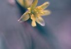 vorwitzig (Wald‐Gelbstern, Gagea lutea)