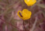 Nektar‐trunken (Zungen‐Hahnenfuß, Ranunculus lingua)