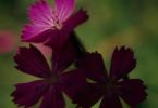Streber (Stein‐Nelke, Dianthus sylvestris)