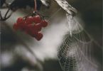 wie versponnen so zerronnen (Gewöhnlicher Schneeball, Viburnum opulus)