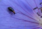 DSC00747_1