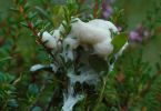 Schleimpilz (Myxomycota) an Krähenbeere 1/160 Sek. bei f / 9,0