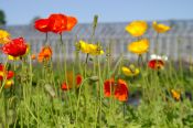 Wir sind der Sommer!
