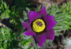 (Pulsatilla pratensis)   /   Geburt einer Küchenschelle