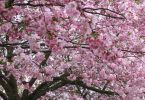 Japan in Hannover