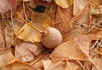 Ginkgo biloba (Laub und Frucht)