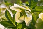 Helleborus orientalis