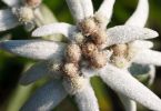 Leontopodium alpinum