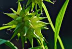 Morgensternsegge (Carex crayi)   /   Starlight Express