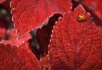 Buntnessel (Coleus x blumei)   /   Käferl im Rotglück