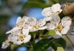 Pyrus communis