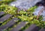 Erstes Grün im Garten