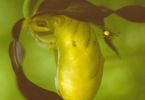 bei Spinne zu Hause (Gelb‐Frauenschuh, Cypripedium calceolus)