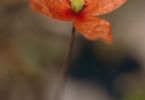 Greise Schönheit (Sand‐Mohn, Papaver argemone)