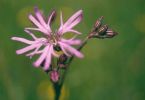 noch ungekämmt (Kuckucks‐Lichtnelke, Silene flos‐cuculi (L.))
