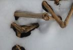Schneeleiche mal anderst