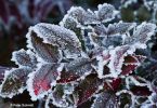 Mahonia on Ice