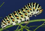 Larve vom Schwalbenschwanz (Papilio machaon) an Dill 1/200 Sek. bei f / 16