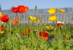 Wir sind der Sommer!