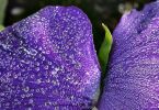 Stiefmütterchen (Viola wittrockiana)   /   frisch geduscht