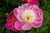 Pfingstrose (Paeonia officinalis)   /   Fransenlook