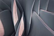 590nm-Agave-3