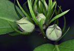 Hibiskus (Hibiscus syriacus)   /   Softeis