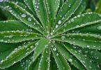 Lupinus Polyphyllus-Gruppe