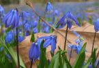Blaues Sternenmeer